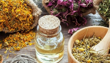 Medicinal Plants and Their Contributions to Health